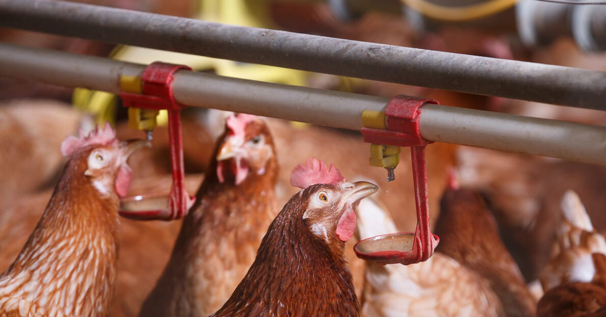 Citric Acid And Sulfuric Acid May Improve Its Storage Life Of Poultry