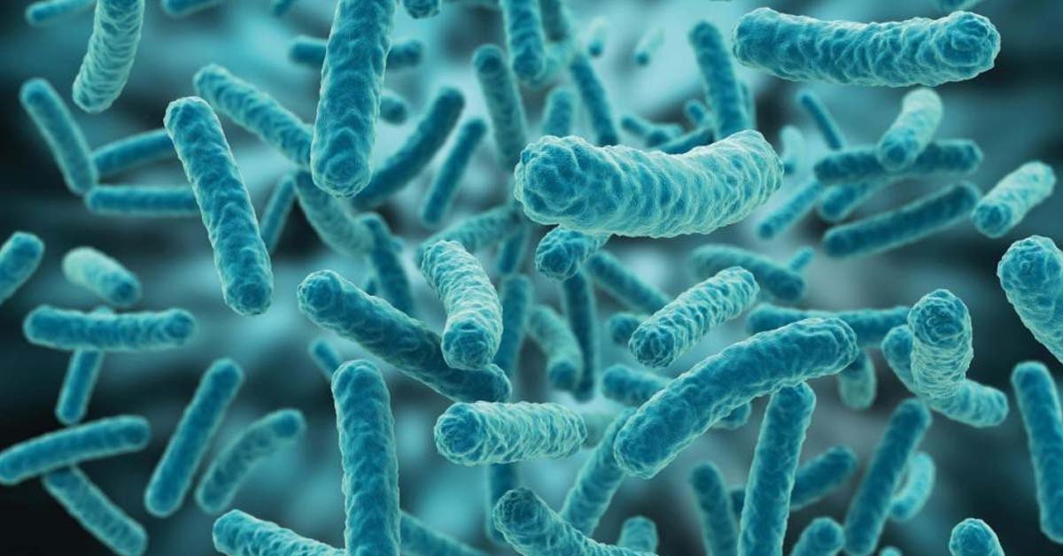 Characterization of Lactic Acid Bacteria from Sudanese Kissra Bread