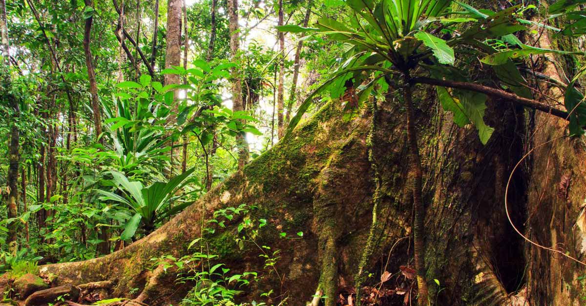 Seeking ancient rainforests through modern mammal diets – Scientific ASIA