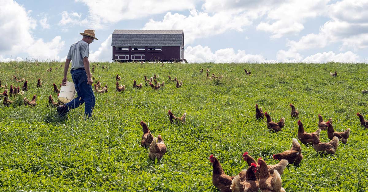 Capturing Ammonia from Poultry Farms via Forage Plants Scientific ASIA