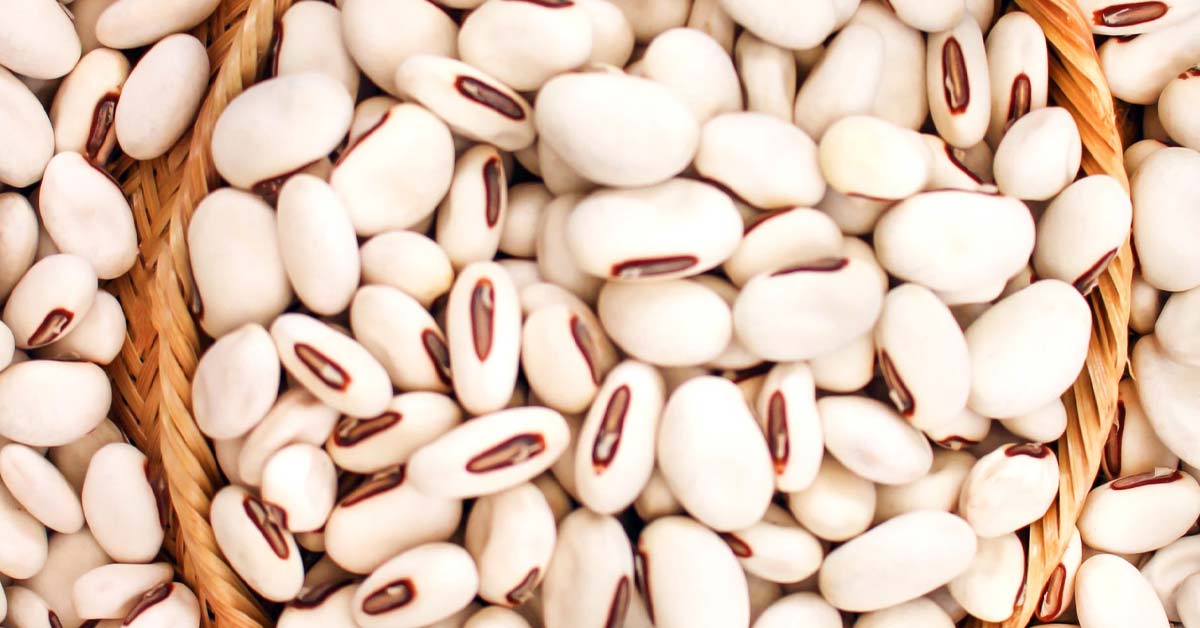 Evaluation of Complex Carbohydrate from White Jack Bean Scientific ASIA