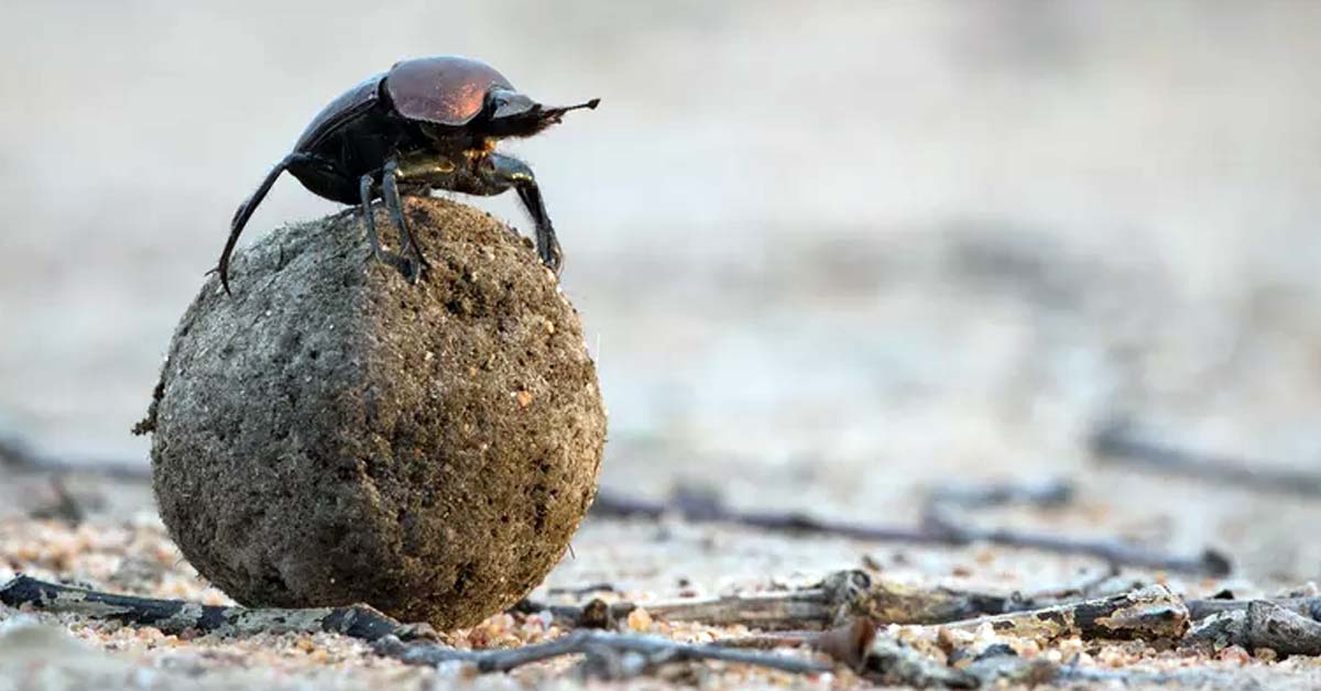 Scientists found a lost Beetle species in dinosaur’s dung Scientific ASIA