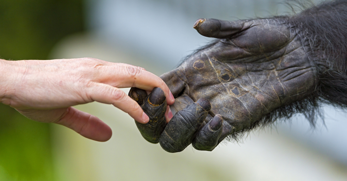 Study reveals that Apes start and end social interactions just like ...