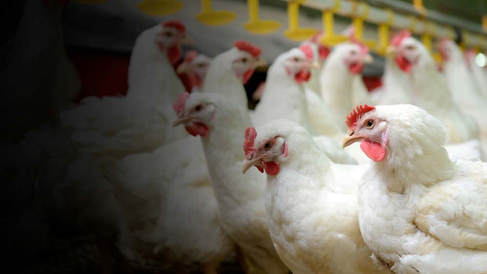 what-is-the-best-broiler-breed-in-nigeria-scientific-asia